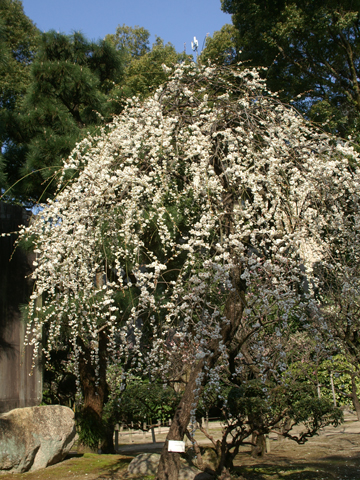 該建築物作為廣島藩主淺野長明別墅的庭園，建於 1620 年的大名庭園。